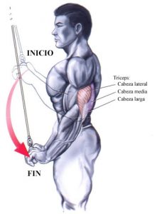 Extension de triceps en polea