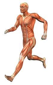 resistencia muscular